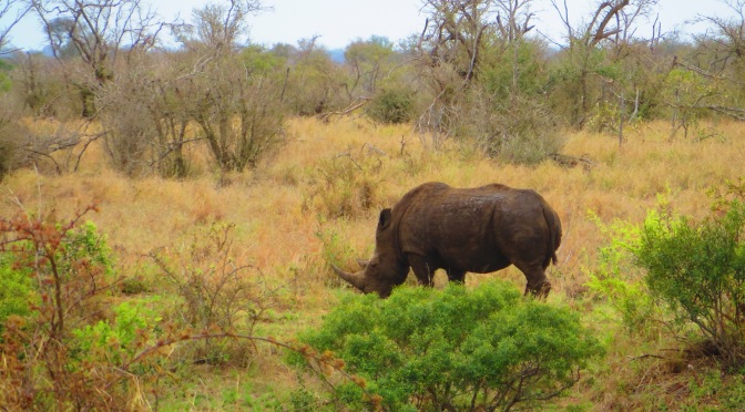 South Africa’s Kruger National Park